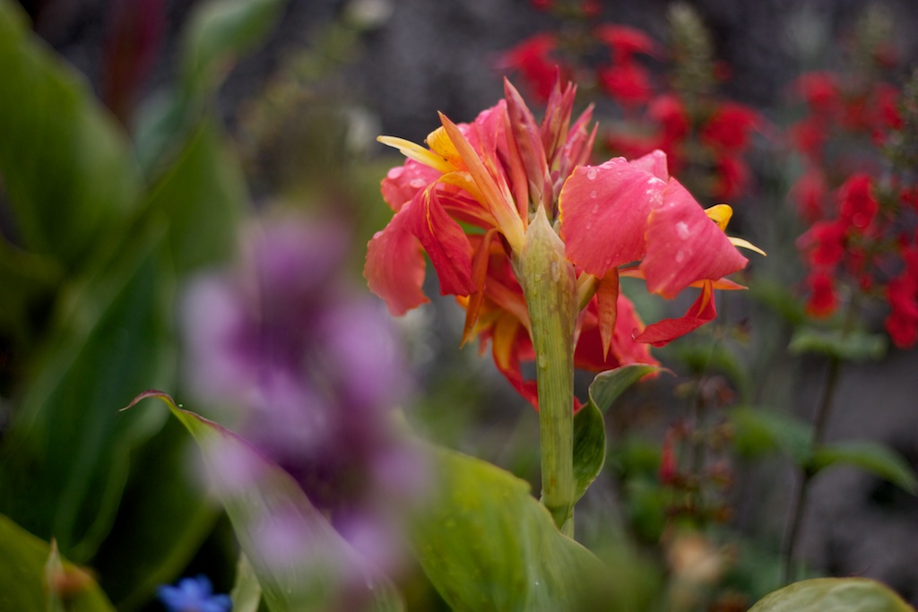 Flower Garden
